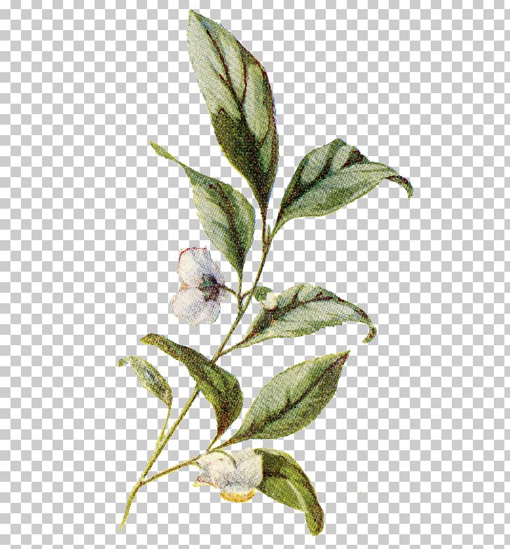 Botanical Illustration Botany Plant PNG, Clipart, Botanical Illustration, Botany, Branch, Camellia Sinensis, Desktop Wallpaper Free PNG Download