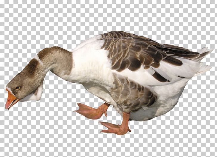 Duck Domestic Goose Cygnini PNG, Clipart, Animal, Animals, Beak, Bird, Download Free PNG Download