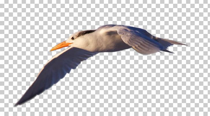 Seabird Water Bird Art PNG, Clipart, Alpha, Animals, Art, Artist, Beak Free PNG Download