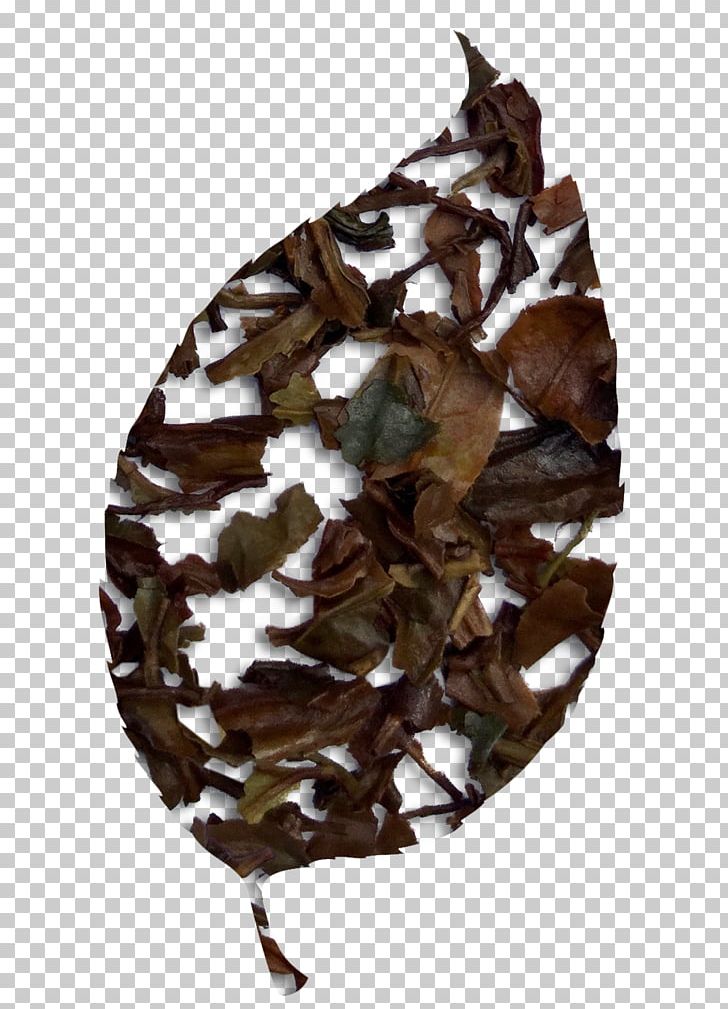 Leaf Camouflage PNG, Clipart, Camouflage, Golden Temple, Leaf, Tree Free PNG Download