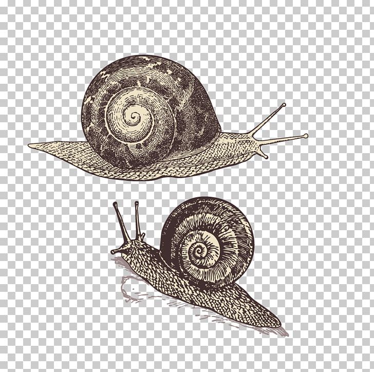 Snail Orthogastropoda Polymita Picta T-shirt DIE BUNTIQUE PNG, Clipart, Animal, Animals, Cartoon Snail, Clothing, Color Free PNG Download