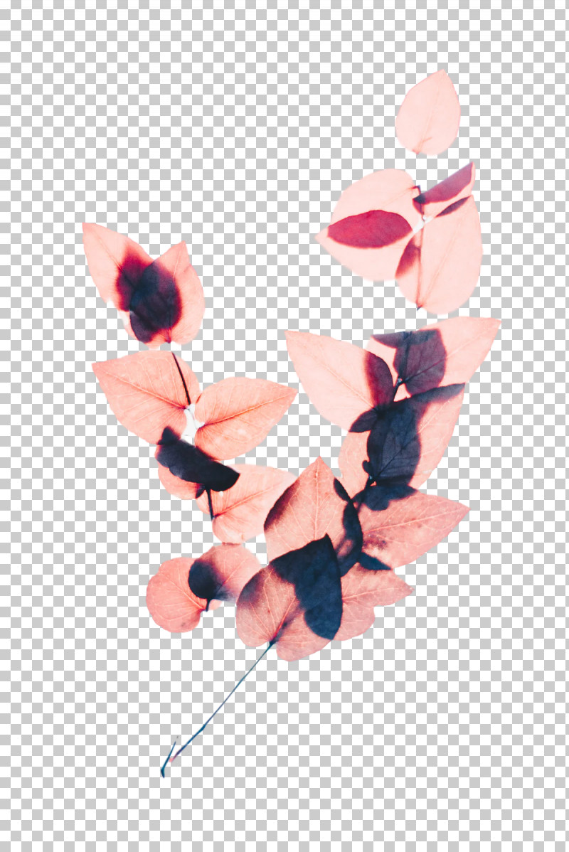 Flower Color Pink Cut Flowers Leaf PNG, Clipart, Canopy, Color, Cut Flowers, Flower, Grey Free PNG Download