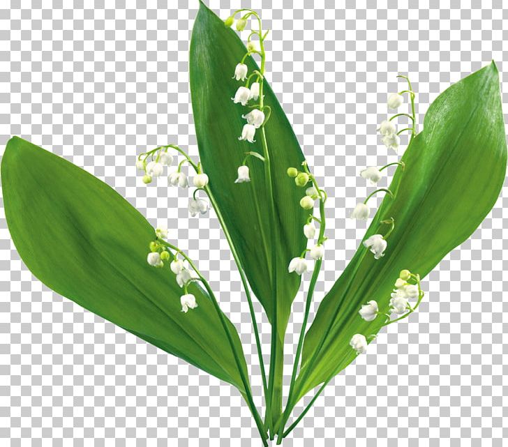 Animation Flower Lily Of The Valley PNG, Clipart, Animation, Cartoon, Film, Flower, Flower Bouquet Free PNG Download