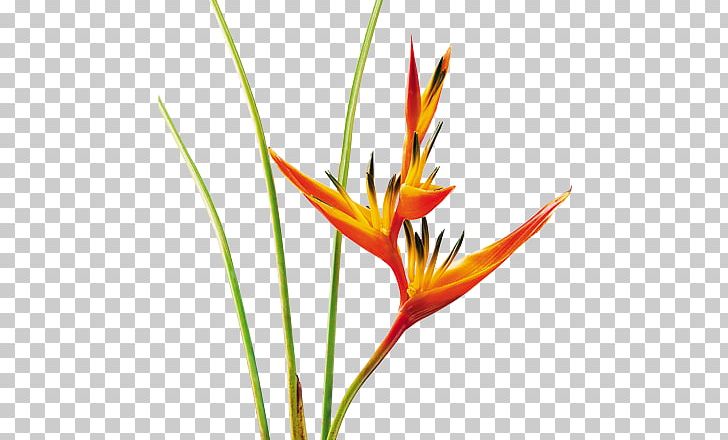 Heliconia Psittacorum Heliconia Bihai False Bird Of Paradise Flower Drawing PNG, Clipart, Bed, Drawing, Flora, Flower, Flowering Plant Free PNG Download