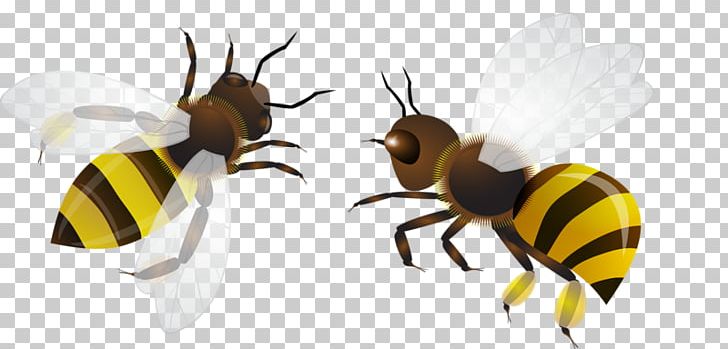 Bee Insect PNG, Clipart, Arthropod, Bee, Bee Hive, Bees, Bees Honey Free PNG Download