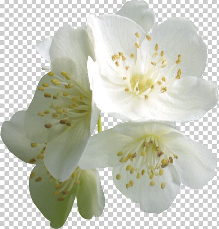 Flower PhotoScape PNG, Clipart, Blossom, Clip Art, Computer Icons, Computer Software, Depositfiles Free PNG Download