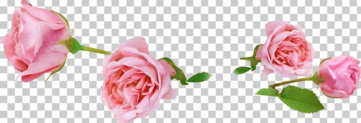 Garden Roses Animation PNG, Clipart, Animation, Bud, Closeup, Cut Flowers, Encapsulated Postscript Free PNG Download