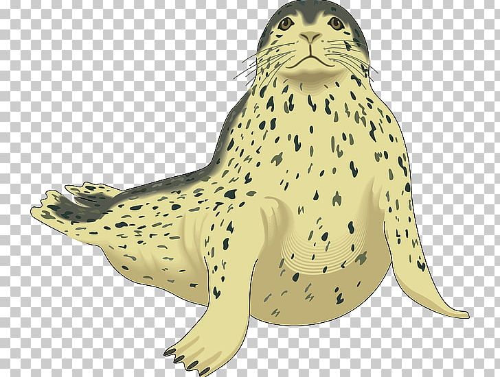 Leopard Seal Elephant Seal Harp Seal PNG, Clipart, Amphibian, Animals, Carnivoran, Clip Art, Drawing Free PNG Download