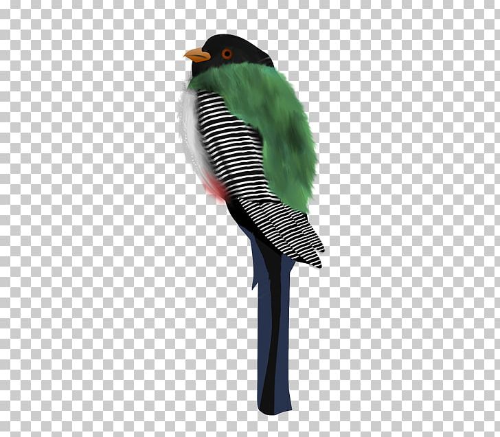 Parakeet Feather Beak PNG, Clipart, Animals, Beak, Bird, Feather, Medes Free PNG Download