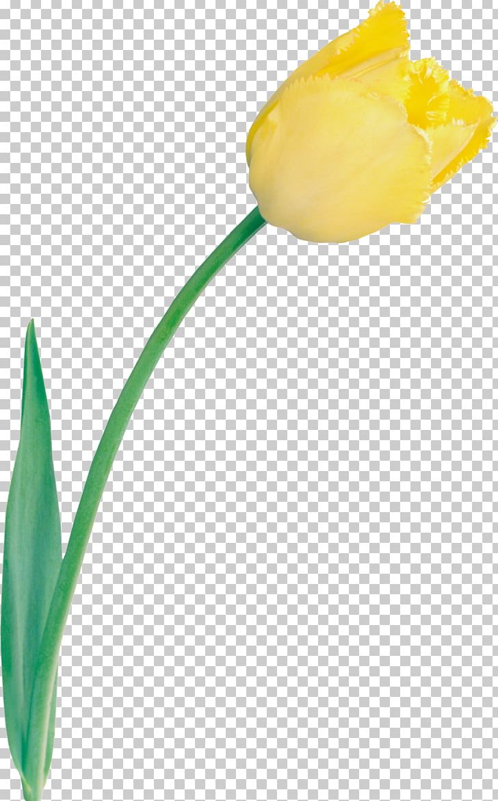 Tulip Cut Flowers Yellow PNG, Clipart, Bud, Color, Computer Icons, Cut Flowers, Flower Free PNG Download