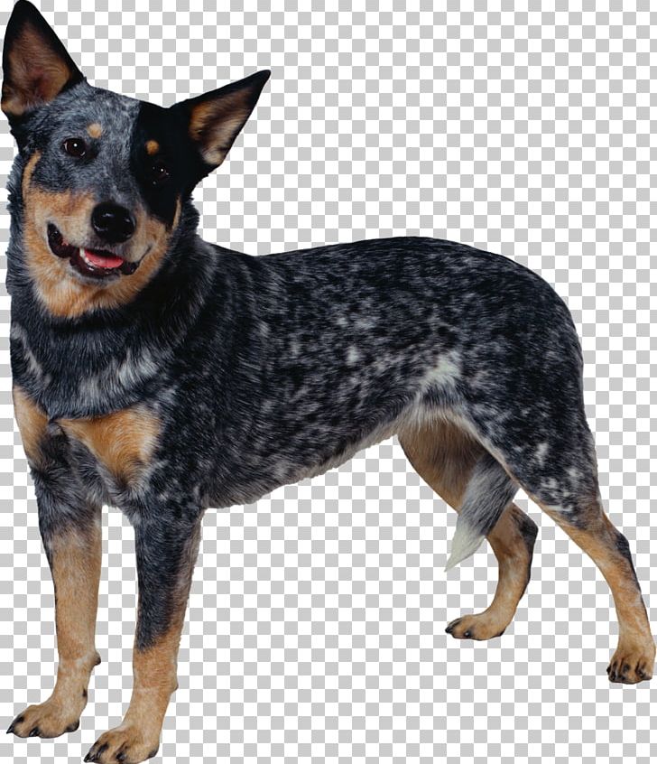 Australian Cattle Dog Australian Stumpy Tail Cattle Dog Australian Shepherd Border Collie PNG, Clipart, American Kennel Club, Animals, Australia, Australian Cattle Dog, Australian Kelpie Free PNG Download