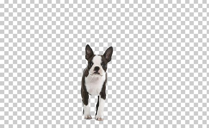 Boston Terrier Puppy Dog Breed Non-sporting Group Royal Canin PNG, Clipart, Boston Terrier, Breed, Carnivoran, Dog, Dog Breed Free PNG Download