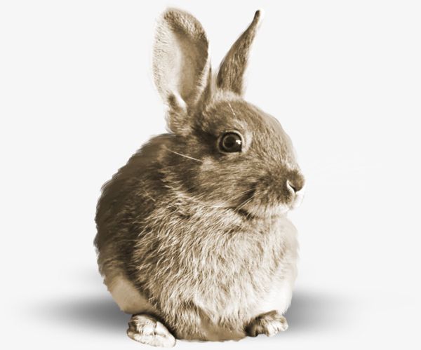 Brown Bunny PNG, Clipart, Animal, Animal Bunny, Brown Clipart, Brown Clipart, Bunny Free PNG Download