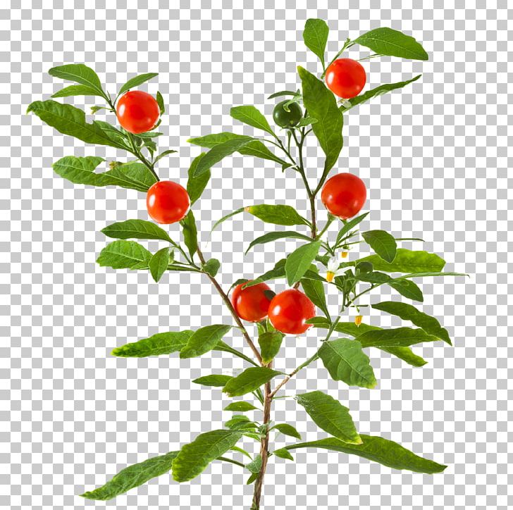 Dietary Supplement Rennet Herb Adaptogen Ayurveda PNG, Clipart, Birds Eye Chili, Branch, Cayenne Pepper, Cherry, Chili Pepper Free PNG Download