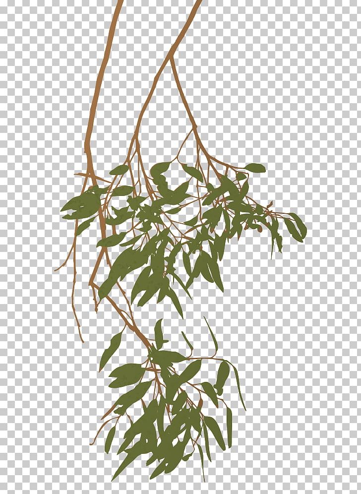 Eucalyptus Globulus Eucalyptus Camaldulensis Tree Branch PNG, Clipart, Black Locust, Branch, Clip Art, Corymbia, Dracaena Cinnabari Free PNG Download