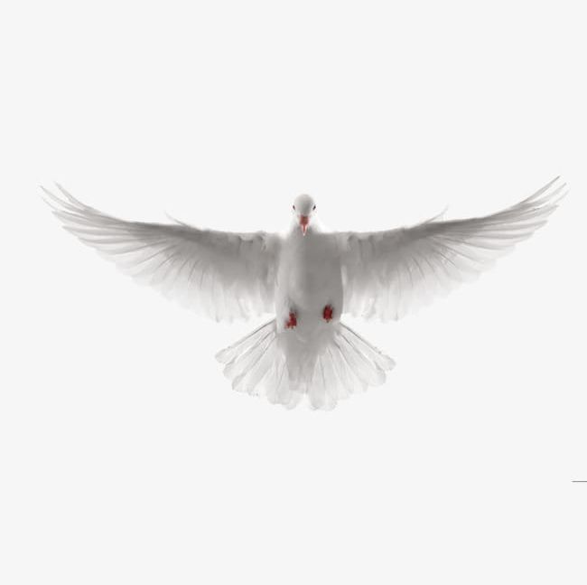 Flying White Dove Of Peace PNG, Clipart, Animal, Dove Clipart, Flying Clipart, Peace, Peace Clipart Free PNG Download