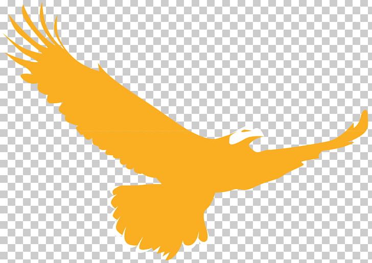 Golden Eagle Logo Bird PNG, Clipart, Animal, Animals, Bald Eagle, Beak, Bird Free PNG Download