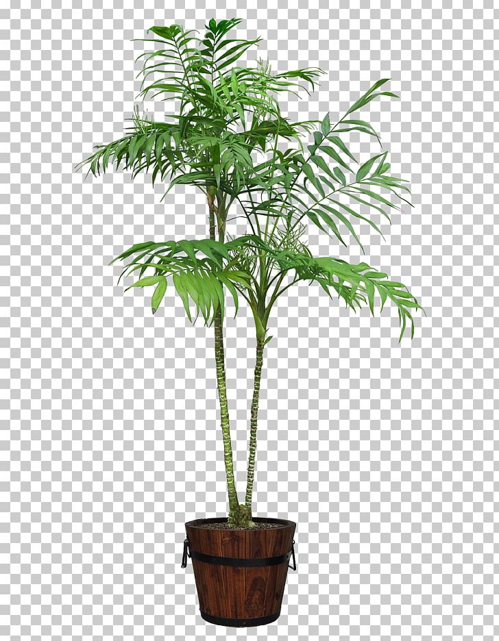 Houseplant Flowerpot PNG, Clipart, Arecales, Bonsai, Date Palm, Evergreen, Flowerpot Free PNG Download