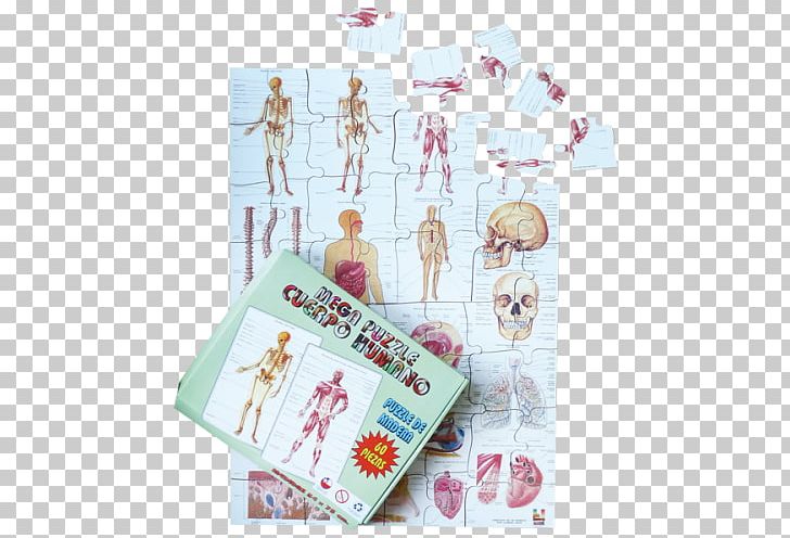 Human Body Anatomy Human Heart PNG, Clipart, Anatomy, Body, Description, Heart, Homo Sapiens Free PNG Download
