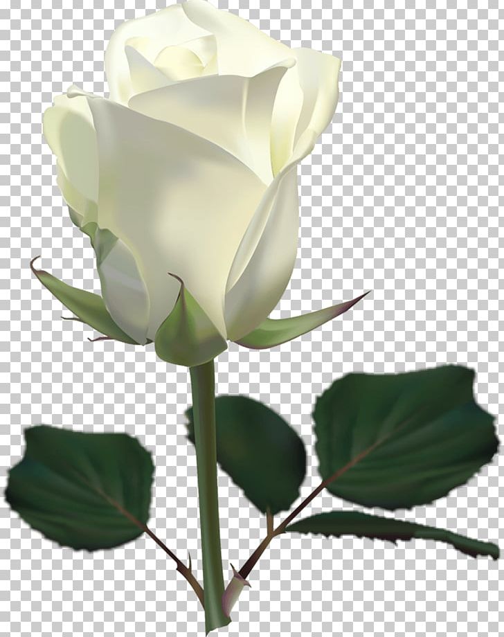 Rose White PNG, Clipart, Beautiful, Black And White, Bud, Computer Icons, Computer Wallpaper Free PNG Download