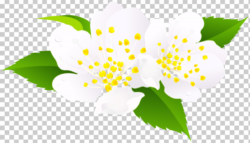 Flower Leaf Petal Meter Computer PNG, Clipart, Biology, Branching, Computer, Flower, Leaf Free PNG Download