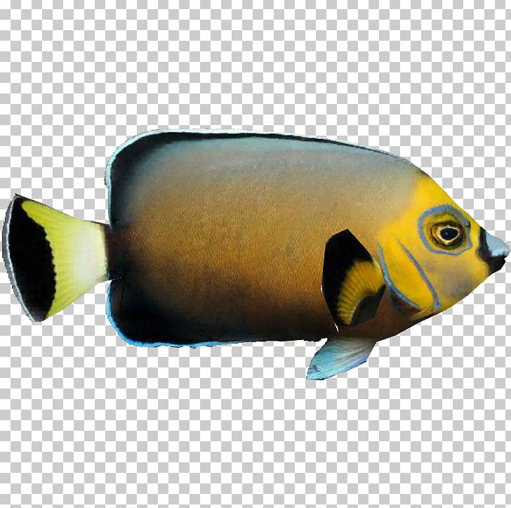 Bony Fishes Marine Biology Fauna Coral Reef Fish PNG, Clipart, Animals, Biology, Bony Fish, Bony Fishes, Coral Reef Free PNG Download