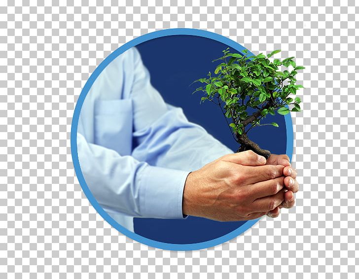 Investment Tree Business Stock Photography Bonsai PNG, Clipart, Alamy, Asset Management, Banca Mediolanum, Bank, Bonsai Free PNG Download