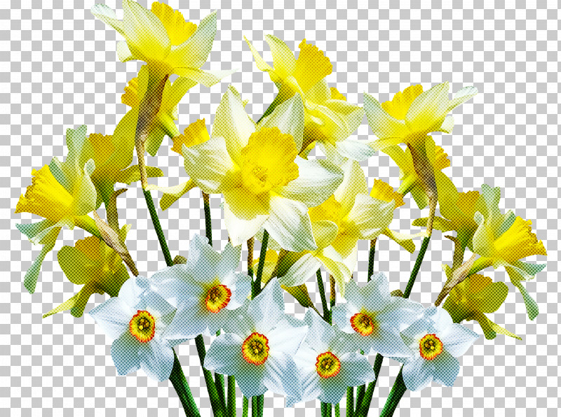 Spring Flower Spring Floral Flowers PNG, Clipart, Amaryllis Family, Bouquet, Cut Flowers, Flower, Flowers Free PNG Download