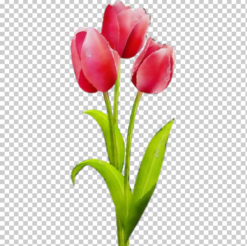 Flower Tulip Plant Petal Tulipa Humilis PNG, Clipart, Bud, Closeup, Cut Flowers, Flower, Lily Family Free PNG Download
