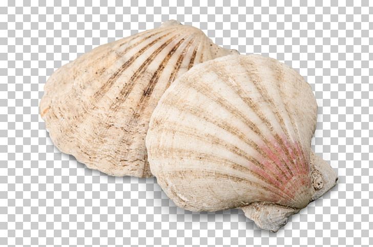 Cockle Seashell Conchology PNG, Clipart, Animals, Beach, Clam, Clams Oysters Mussels And Scallops, Cockle Free PNG Download