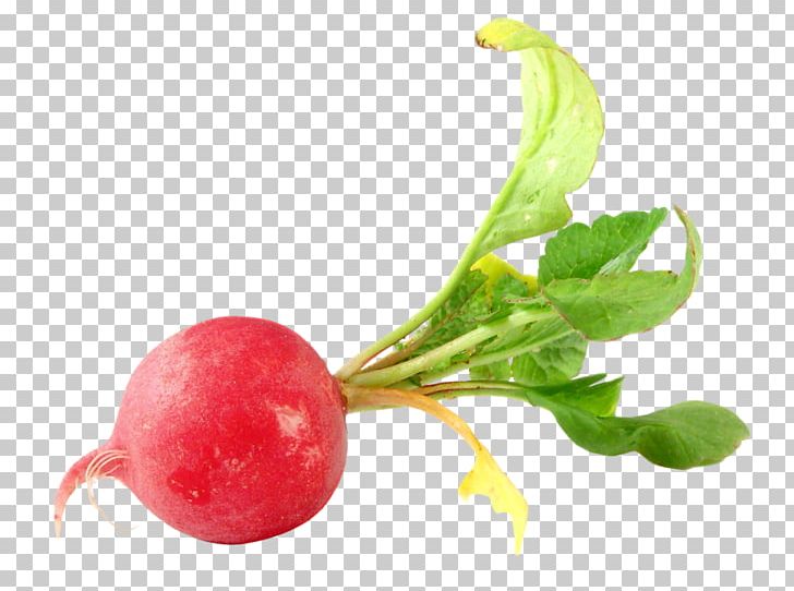 Daikon Portable Network Graphics Vegetable Food PNG, Clipart, Beet, Beetroot, Black Spanish Radish, Butterhead Lettuce, Carrot Free PNG Download