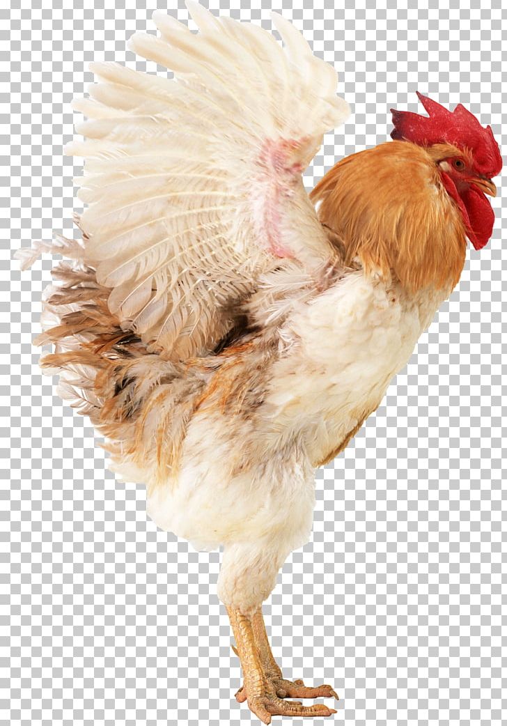 Chicken Broiler Poultry Farming Rooster PNG, Clipart, Agriculture, Animals, Beak, Biosecurity, Bird Free PNG Download