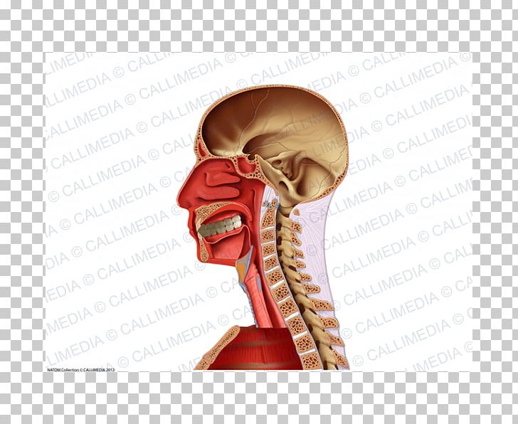 Ear Jaw Bone Nerve PNG, Clipart, Arm, Bone, Ear, Head, Jaw Free PNG Download