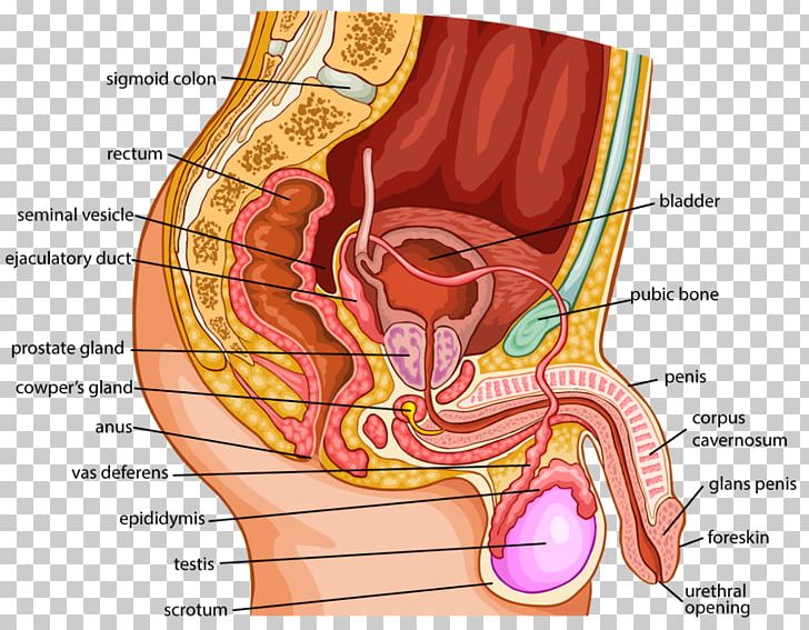Organ Human Body Female Reproductive System Anatomy PNG, Clipart, Abdomen, Anatomy, Blood Vessel, Ear, Female Free PNG Download