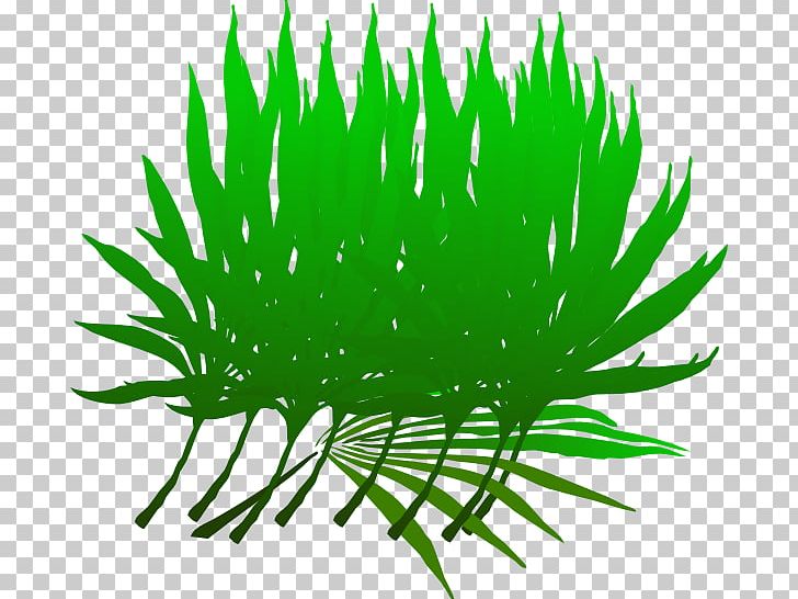 Palm Sunday Palm Branch PNG, Clipart, Aquarium Decor, Arecaceae, Branch, Computer Icons, Grass Free PNG Download