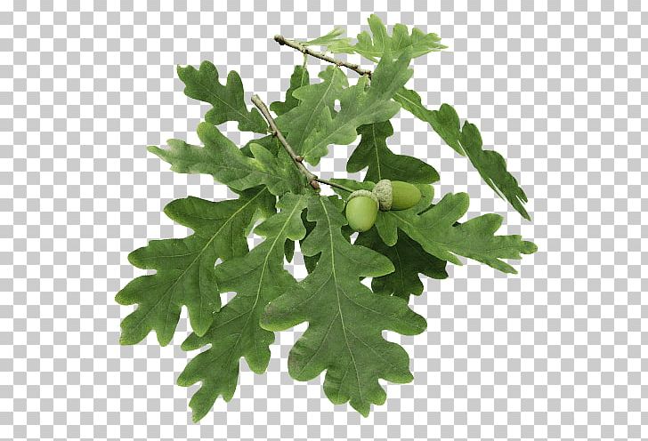 Tree Twig Branch Leaf English Oak PNG, Clipart, Abies Amabilis, Branch, Christmas Tree, English Oak, Evergreen Free PNG Download