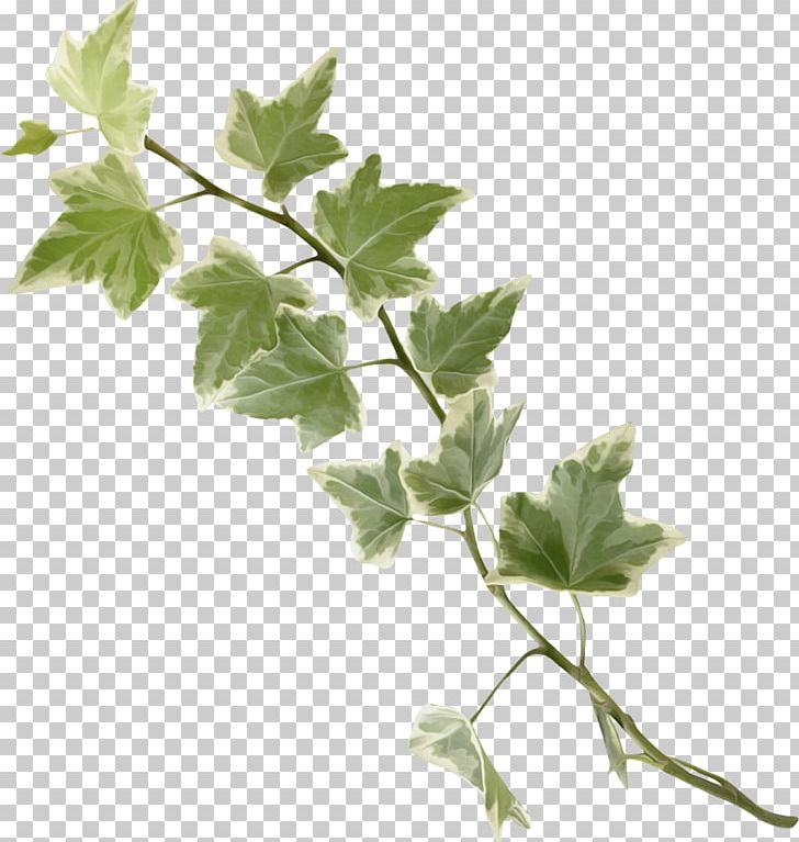 Twig Leaf Branch Green Tree PNG, Clipart, Branch, Color, Green, Green Leaf, Herb Free PNG Download