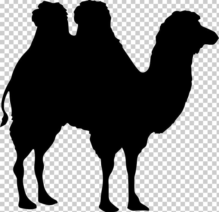 Bactrian Camel Dromedary Shape PNG, Clipart, Arabian Camel, Art, Bactrian Camel, Black, Black And White Free PNG Download