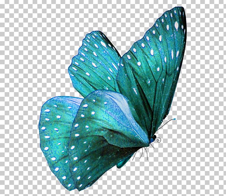 Butterfly Teal Turquoise Color Morpho PNG, Clipart, Animal, Aqua, Arthropod, Azure, Blue Free PNG Download