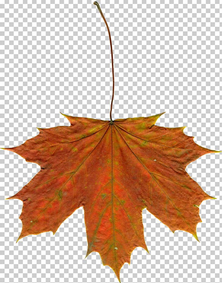 Drawing Autumn Leaf Color PNG, Clipart, Autumn, Autumn Leaf Color, Computer Icons, Download, Drawing Free PNG Download