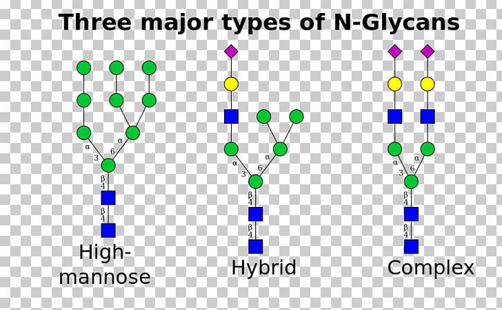 N-linked Glycosylation Glycan Asparagine Mannose PNG, Clipart, Amide, Amino Acid, Amino Talde, Anabolism, Area Free PNG Download