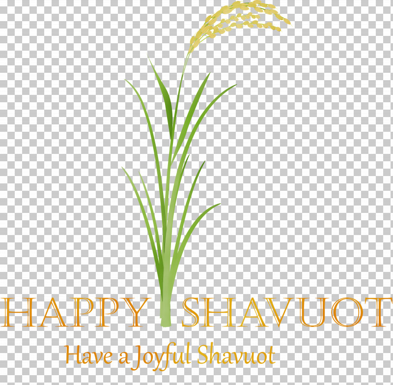 Plant Grass Leaf Grass Family Flower PNG, Clipart, Flower, Grass, Grass Family, Happy Shavuot, Leaf Free PNG Download
