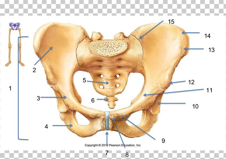 Hip Bone Pelvis Human Skeleton Anatomy PNG, Clipart, Abdomen, Anatomy, Appendicular Skeleton, Bone, Bones Free PNG Download