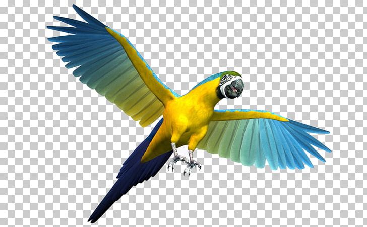 Parrot Budgerigar Bird Cockatiel PNG, Clipart, Animals, Beak, Bird, Bird Flight, Blueandyellow Macaw Free PNG Download