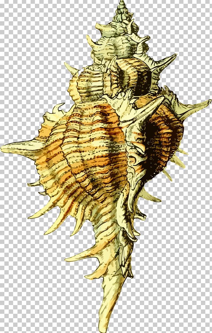 Seashell Molluscs PNG, Clipart, Computer Icons, Conch, Eggshell, Invertebrate, Molluscs Free PNG Download