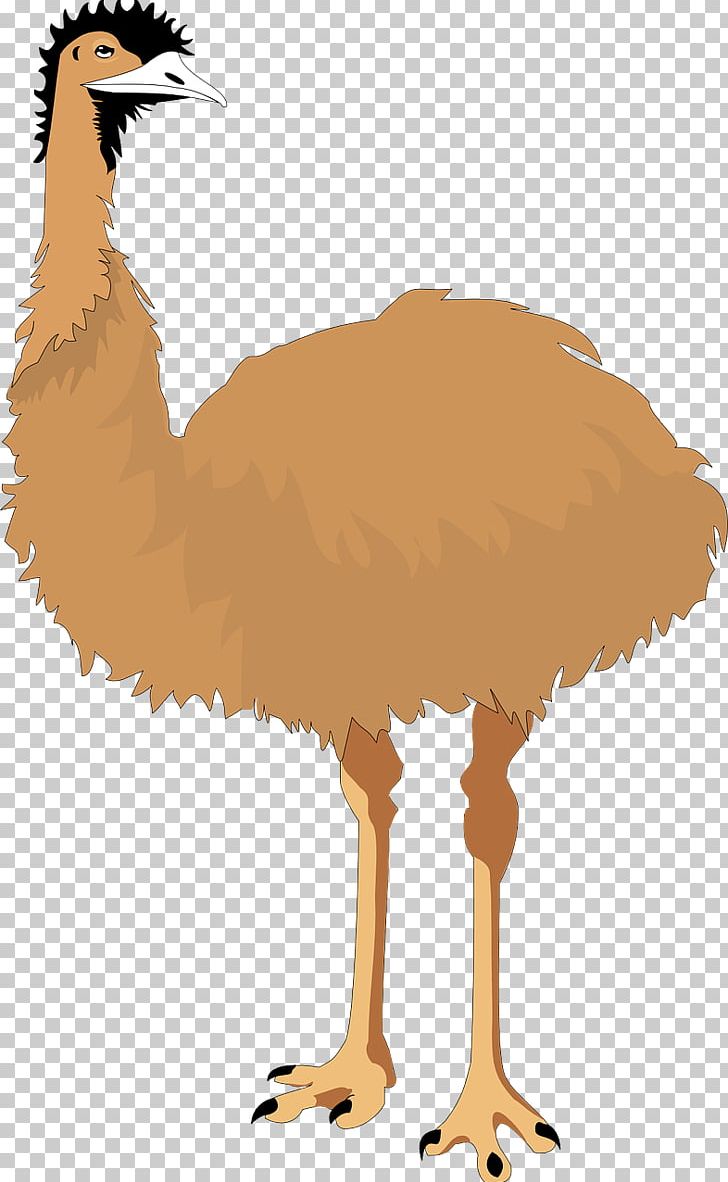 Common Ostrich Emu Bird Cartoon PNG, Clipart, Animal, Beak, Bird, Birds,  Brown Free PNG Download