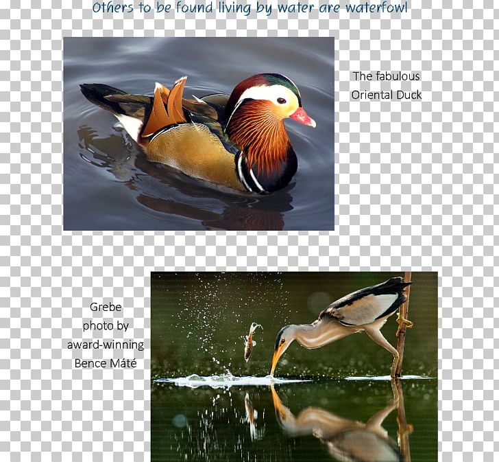 Duck Bird Photography Water PNG, Clipart, Advertising, Animals, Beak, Bird, Description Free PNG Download