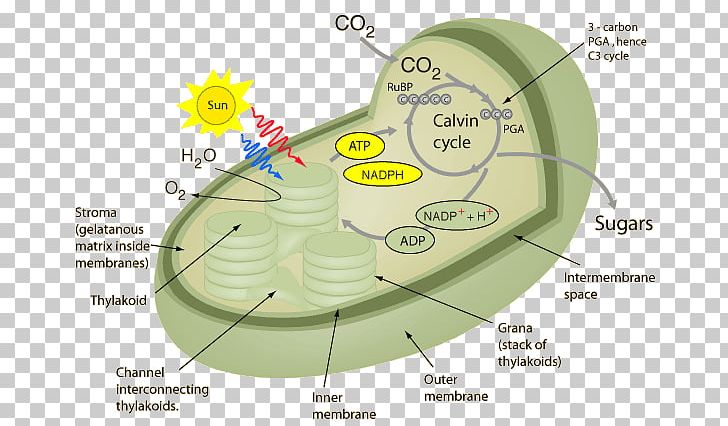 Photosynthesis Plant Cell Cellular Respiration Chloroplast PNG, Clipart, Algae, Angle, Area, C4 Carbon Fixation, Cell Free PNG Download