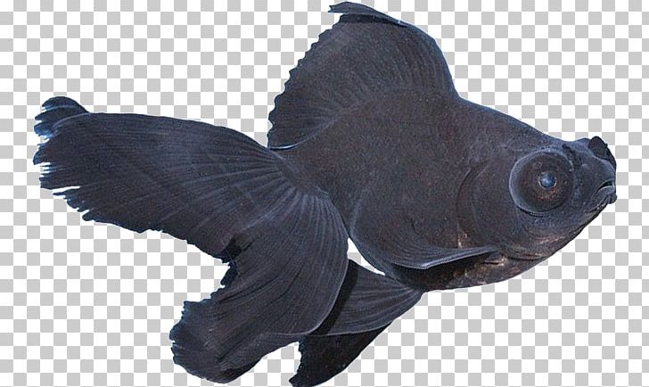Black Telescope Ornamental Fish Anubias Barteri PNG, Clipart, Animals, Anubias, Anubias Barteri, Aquarium, Black Telescope Free PNG Download