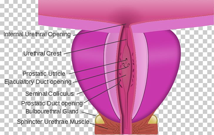 Gray's Anatomy Membranous Urethra Prostate Prostatic Urethra PNG, Clipart,  Free PNG Download